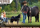 Pony - Horse for Sale in Wappingers Falls, NY 65742