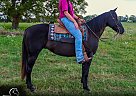 Quarter Horse - Horse for Sale in , TX 75752