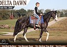 Tennessee Walking - Horse for Sale in Parkers Lake, KY 42634
