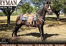 Tennessee Walking - Horse for Sale in Petersburg, TN 37144