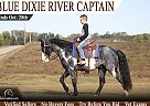Tennessee Walking - Horse for Sale in Parkers Lake, KY 42634