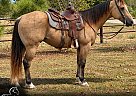 Quarter Horse - Horse for Sale in Houston, MO 65483