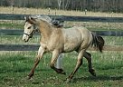Buckskin Champagne Friesian Gelding
