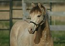 Buckskin Champagne Friesian Gelding