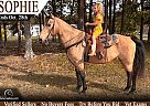 Rocky Mountain - Horse for Sale in Jeffersonville, KY 40337