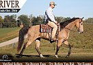 Tennessee Walking - Horse for Sale in Parkers Lake, KY 42634