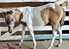 Quarter Pony - Horse for Sale in Nanton, AB T0L1R0 Quarter Pony - Horse for Sale in Nanton, AB T0L1R0