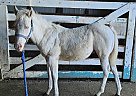 Quarter Pony - Horse for Sale in Nanton, AB T0L1R0 Quarter Pony - Horse for Sale in Nanton, AB T0L1R0