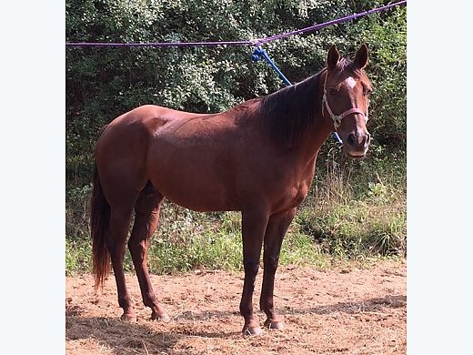 Foundation-Bred QH Mare