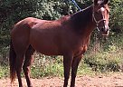Quarter Horse - Horse for Sale in Caledonia, MI 49316