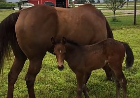 Quarter Horse (Quarter Horse, Mare) in Caledonia, MI