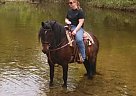 Friesian Cross Friesian Mare