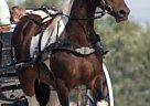 Friesian Cross Friesian Mare