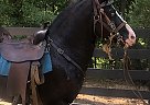 Handsome Paint Stallion Hugo
