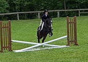 ISO... a new Partner and Fantastic Home Welsh Pony Gelding