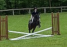 Welsh Pony - Horse for Sale in Eldersburg, MD 21784