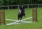 Welsh Pony - Horse for Sale in Eldersburg, MD 21784