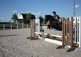 Welsh Pony and Cob (Welsh Pony and Cob, Gelding) in Eldersburg, MD