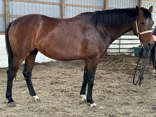 KWPN Broodmare By Jazz