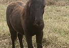 Miniature - Horse for Sale in Pine Log, GA 30171