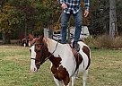Paint - Horse for Sale in Ottsville, PA 18942 Paint - Horse for Sale in Ottsville, PA 18942