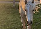 Quarter Horse - Horse for Sale in Tillsonburg, ON N4G 4H1