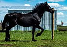 Friesian Mare for Sale in Tofield, Alberta Friesian Mare for Sale in Tofield, Alberta