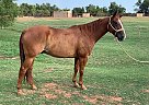Tabano San 406 - Gelding in Sulphur, LA Tabano San 406 - Gelding in Sulphur, LA