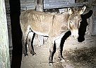 Donkey - Horse for Sale in , TX 78332