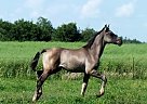 Friesian Mare for Sale in Tofield, Alberta Friesian Mare for Sale in Tofield, Alberta