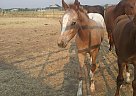Appaloosa - Horse for Sale in Emmett, ID 83617