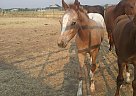 Appaloosa - Horse for Sale in Emmett, ID 83617 Appaloosa - Horse for Sale in Emmett, ID 83617