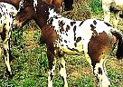 Appaloosa - Horse for Sale in , IL 61356 Appaloosa - Horse for Sale in , IL 61356