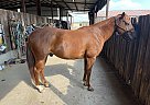 Quarter Horse - Horse for Sale in Celina, TX 75078