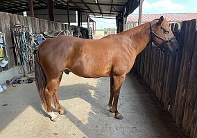 Quarter Horse (Quarter Horse, Gelding) in Celina, TX