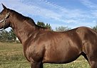 Gentle all Around Mare Wish For Joy