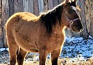 Dun Colt Dun Colt