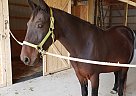 Sarge - Gelding in Centerville, PA Sarge - Gelding in Centerville, PA