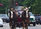 Missile - Gelding in Collins, NY Missile - Gelding in Collins, NY