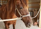 Princess - Mare in Centerville, PA Princess - Mare in Centerville, PA