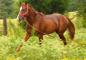 Quarter Horse (Quarter Horse, Stallion) in Gallant, AL