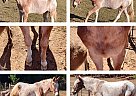 Mule - Horse for Sale in Ashland, AL 31651