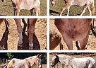 Mule - Horse for Sale in Ashland, AL 31651 Mule - Horse for Sale in Ashland, AL 31651