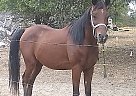 Buck - Gelding in Federalsburg, MD Buck - Gelding in Federalsburg, MD