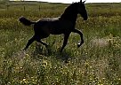 Lusitano Stallion for Sale in Belvidere, South Dakota Osiris