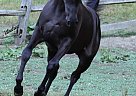 Arabian - Horse for Sale in Hubbard, OH 44425