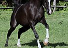 Male & female - Stallion in Hubbard, OH Male & female - Stallion in Hubbard, OH