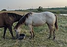 JoysSweetChexMix - Mare in Orient, IA JoysSweetChexMix - Mare in Orient, IA