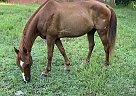 Tennessee Walking - Horse for Sale in Athens, GA 30683