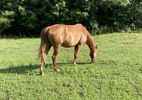 Tennessee Walking (Tennessee Walking, Gelding) in Athens, GA